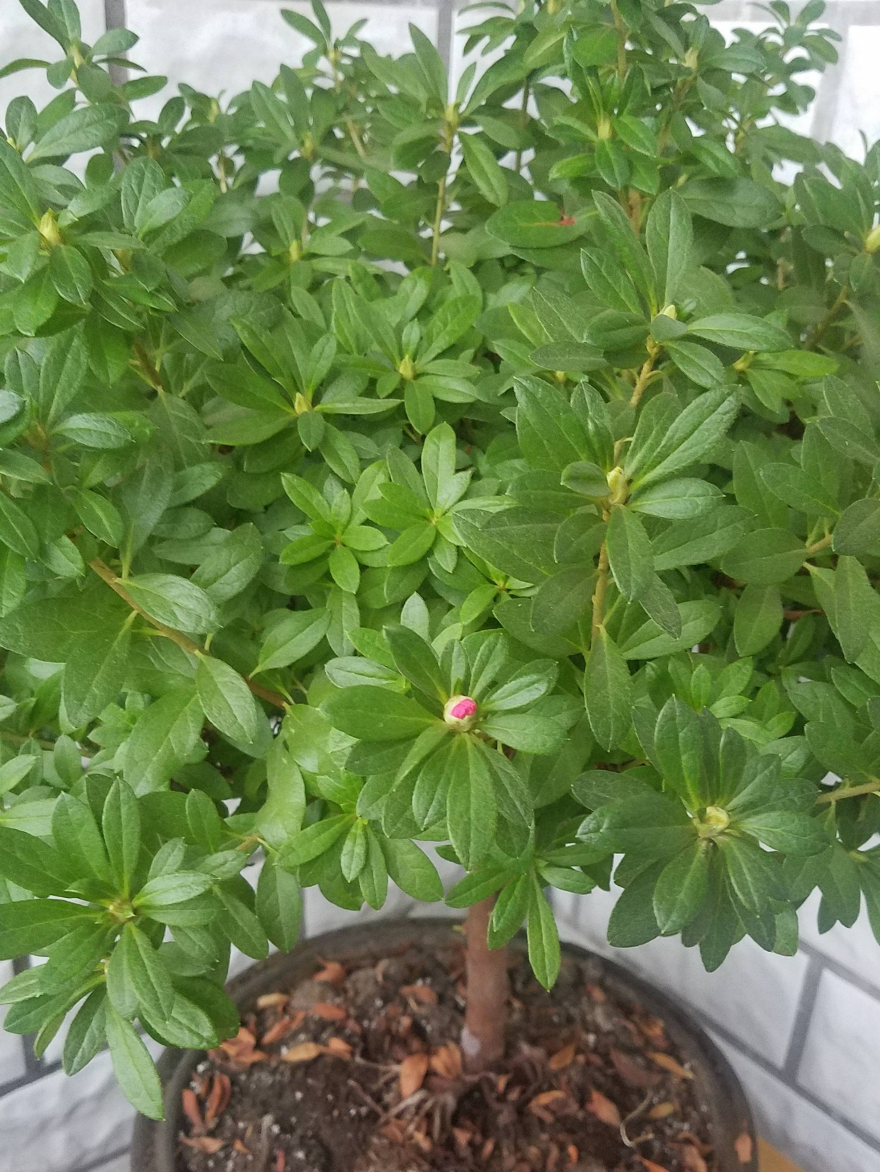 怎样养杜鹃花才能有花蕾,怎样养好杜鹃花