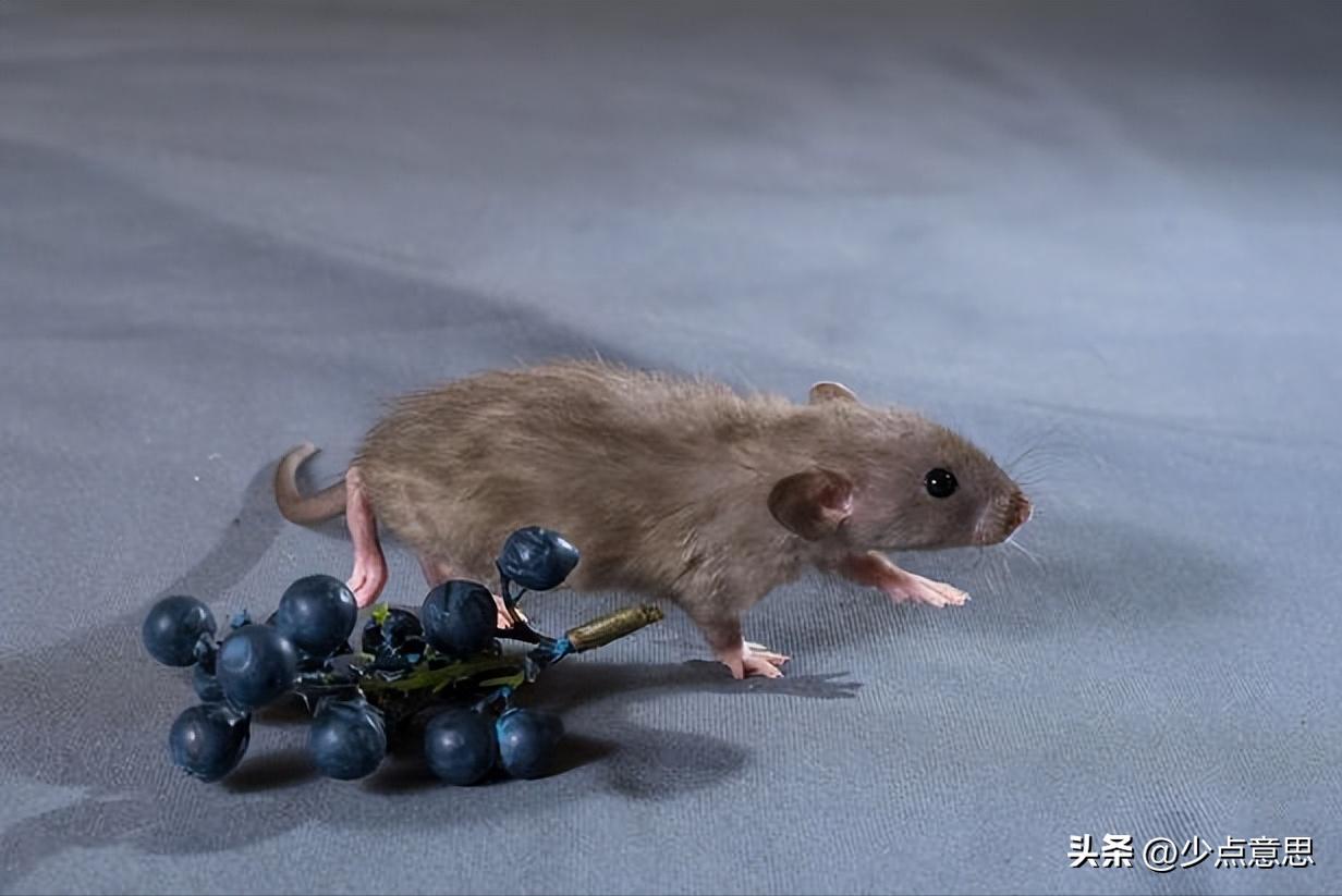 女子买粘画大饼粘鼠板后续 (画大饼粘鼠板后续)