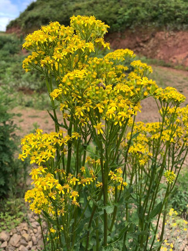 云南玉溪高山风景区,玉溪一小时车程的旅游景点