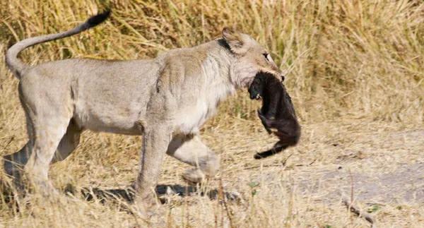 蜜獾不大但敢与狮子鬣狗抗衡,蜜獾的撕咬能力和防御能力