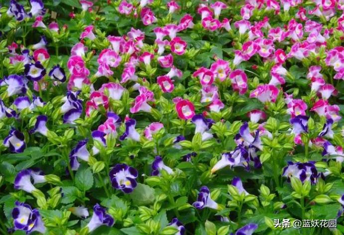 夏季开花的兰花品种有哪些,最适合室内养的8种开花植物