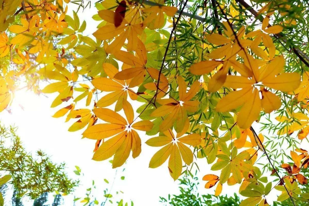 秋天最美的散文,绚烂的秋天美文