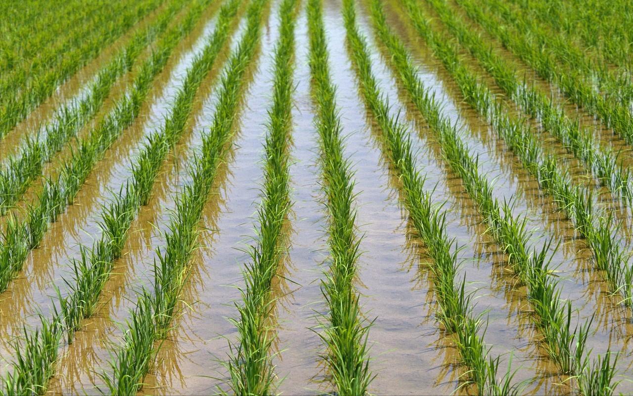 促进水稻氮素吸收利用的途径,促进水稻根系生长的措施