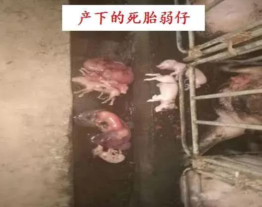 蓝耳病对猪场的危害,蓝耳病猪肉对人体有什么危害