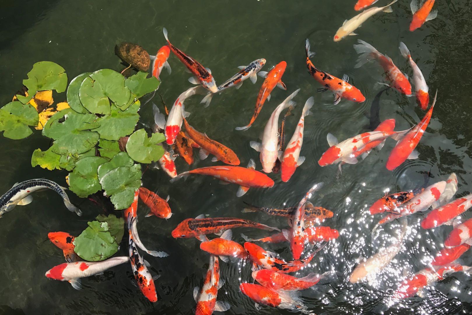 摇蚊为什么会爆发,摇蚊传播疾病吗