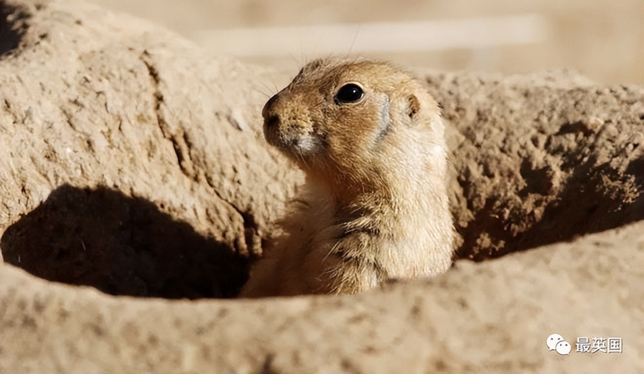 omicron鍥戒骇鐤嫍,omicron鐤嫍