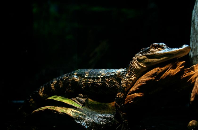 鳄鱼袭击电鳗打法视频,鳄鱼袭击鳗鱼