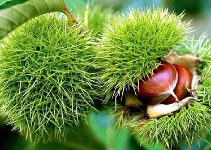 男人大补食材大全及功效,男人应该吃哪些食物大补