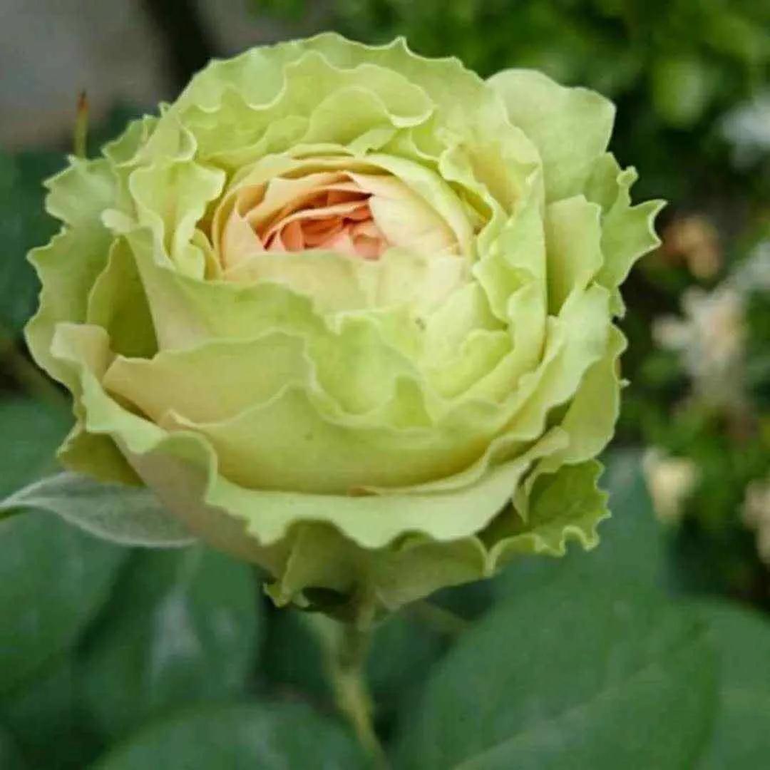 月季美图100张,月季花唯美高清图片大全