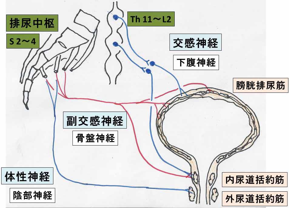 男性尿控机制什么意思,男性排尿控制机制