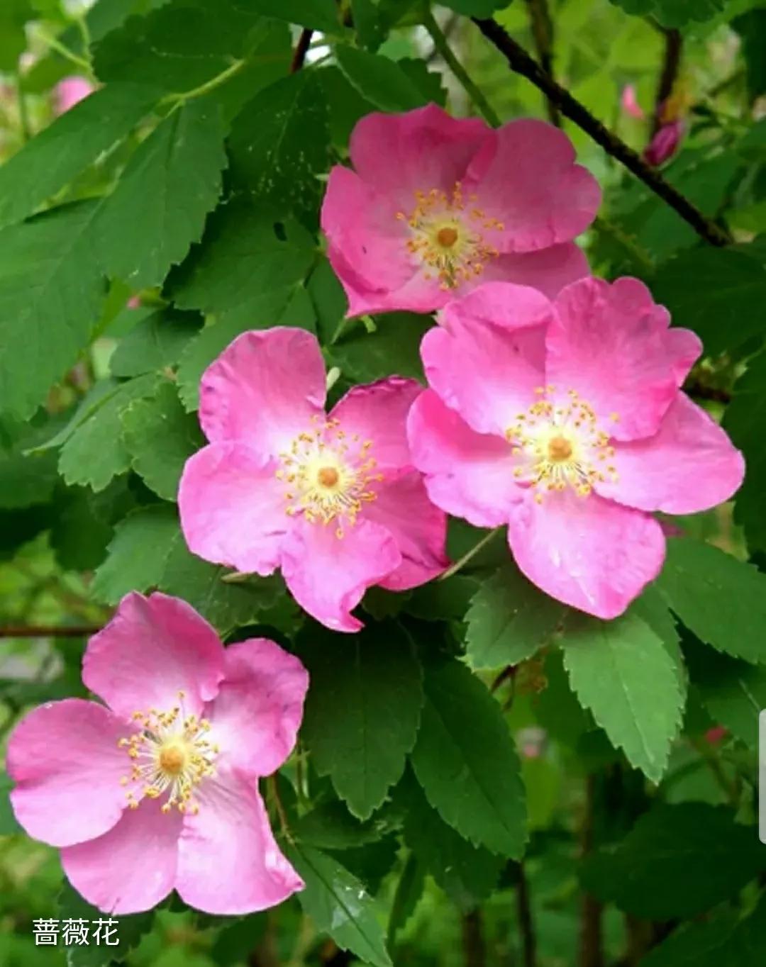 月季蔷薇玫瑰三者的区别图,蔷薇月季玫瑰的区别和联系