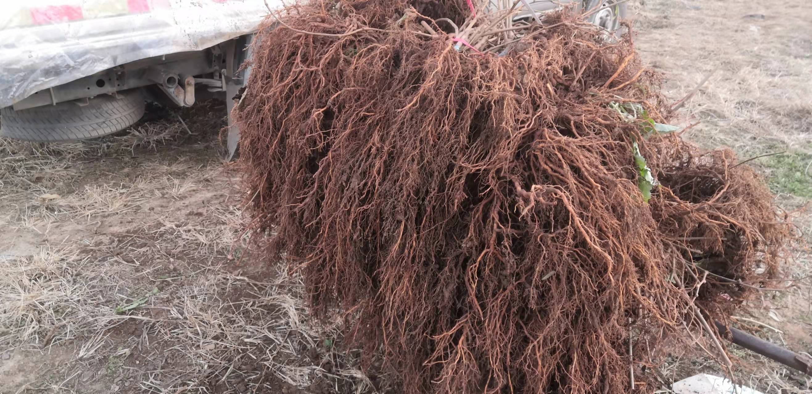 博山猕猴桃种植基地,猕猴桃产业现状及前景