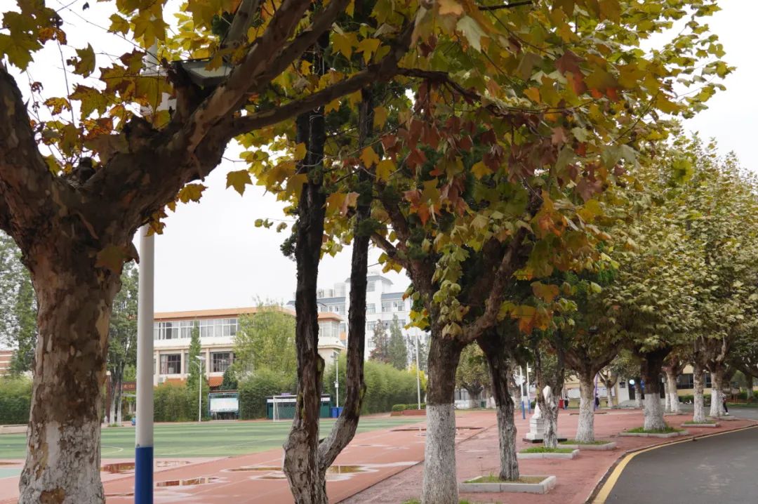 秋季限定|昆明九所学校，送你诗意校园里的一抹金