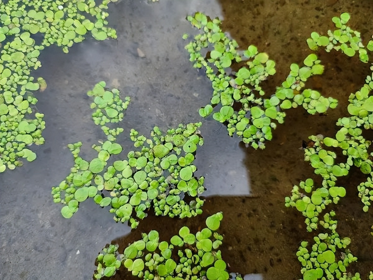 楚辞描写中药,楚辞中的养生