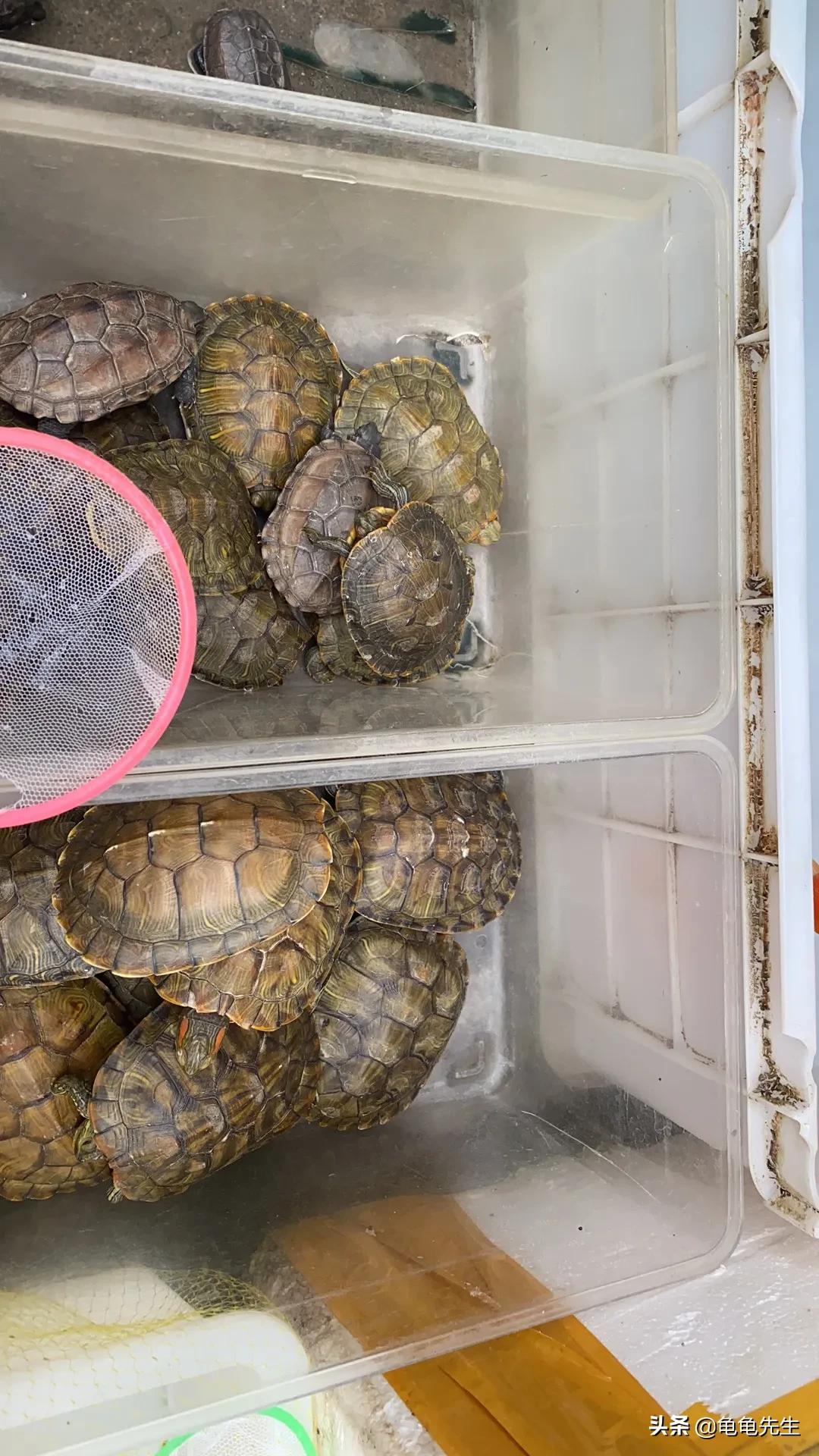 巴西龟的饲养方法和注意什么,巴西龟饲养箱怎么造景