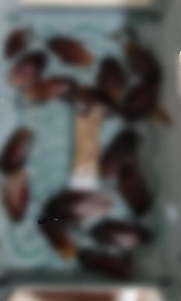 恐怖！蟑螂军团，猛袭沪上居民楼！连洗衣机里都爬满了！真相，让人惊呆