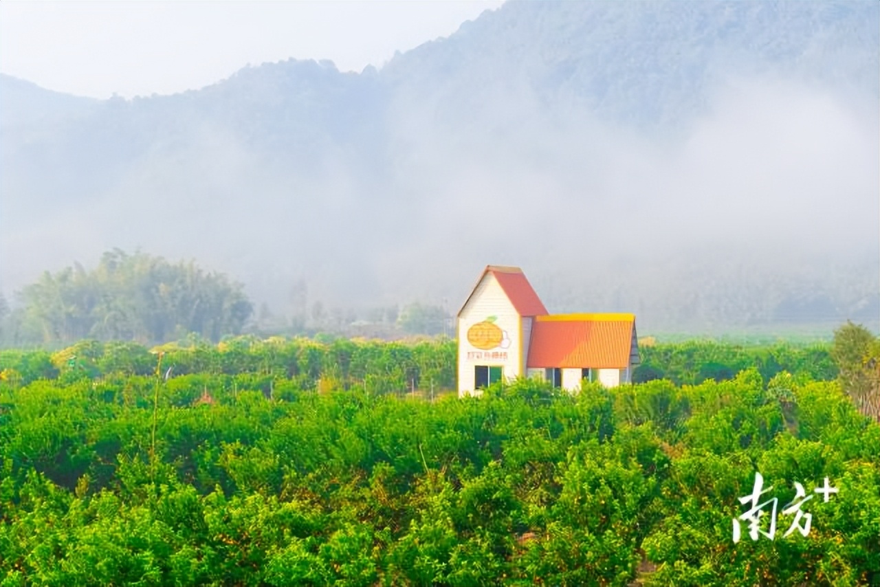 四会正宗沙糖桔是纯甜的吗,四会沙糖桔有没有籽