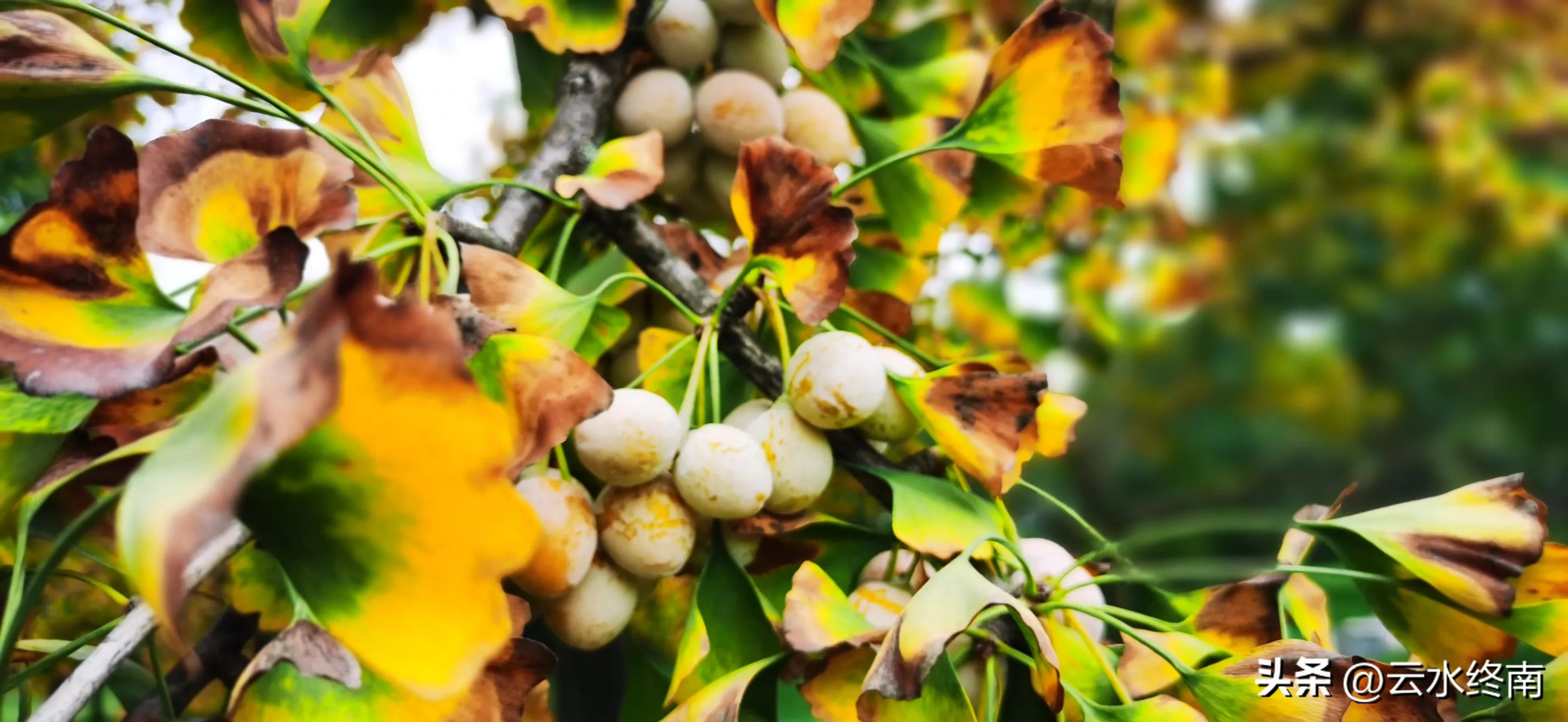 世界上最大室内植物园在哪,去世界上最大的动物园