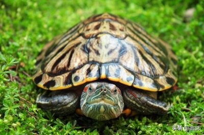 巴西彩龟养殖方法和注意事项,巴西翠龟品种
