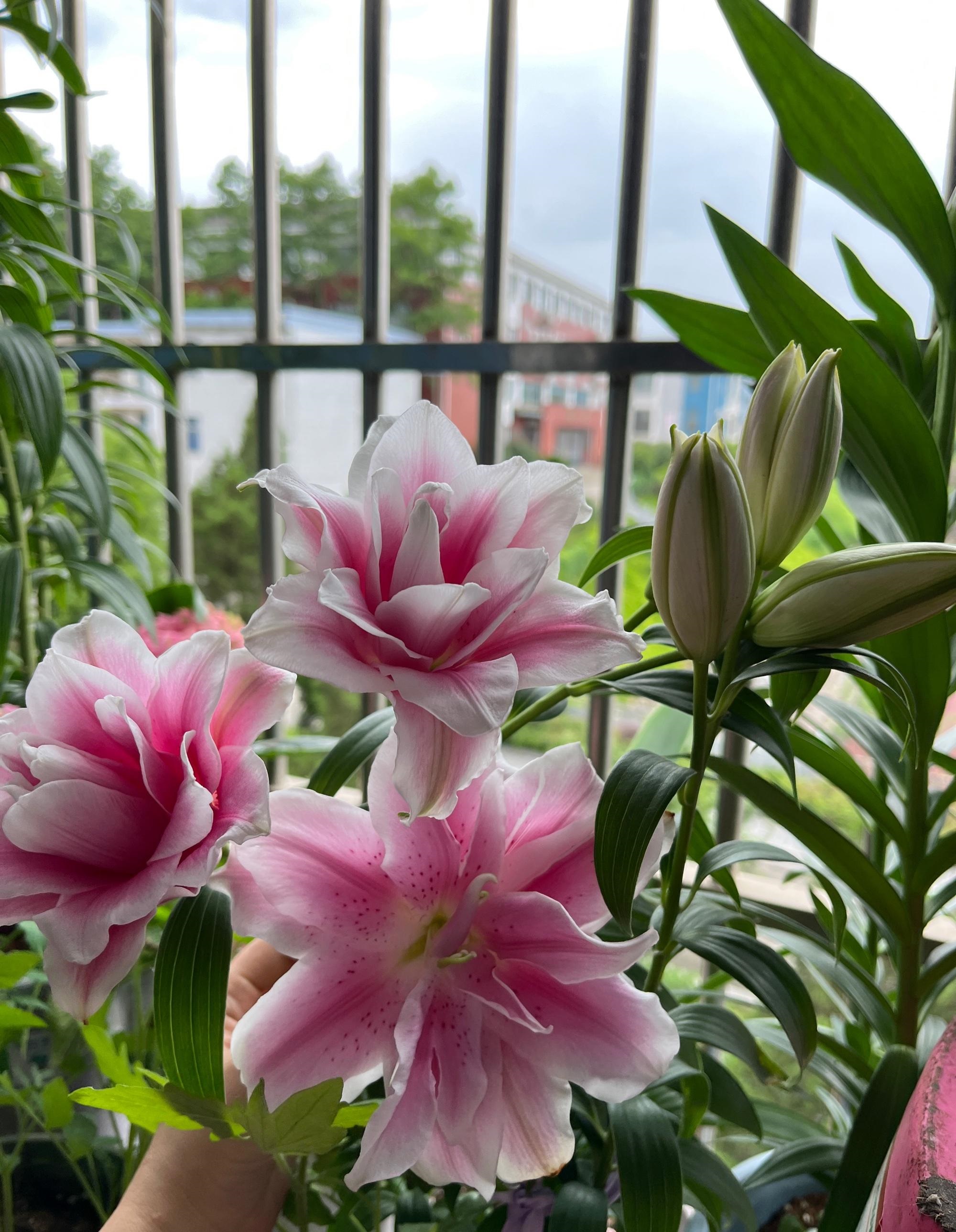 喜欢百合花，就养“重瓣百合”，花大色美，香气怡人，养护也简单