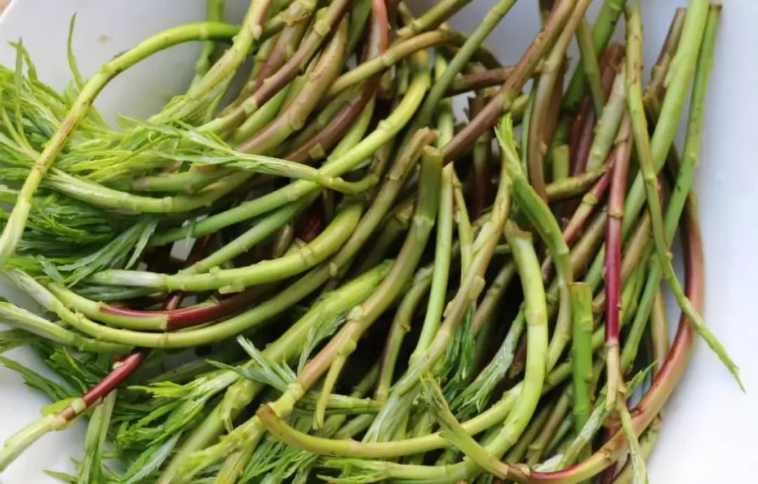 浙江人常吃的蔬菜有哪些,幼儿园常吃的蔬菜有哪些