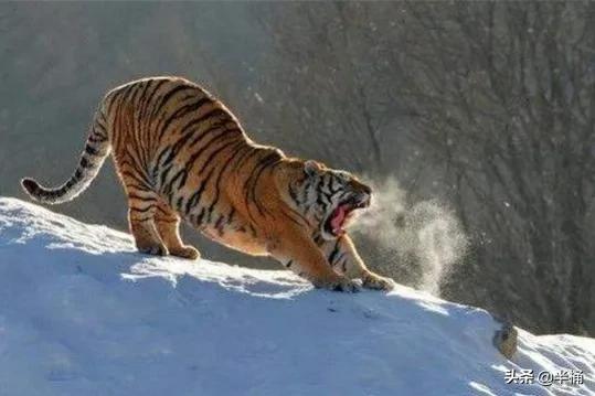 马赛人和东北虎,马赛人vs东北虎