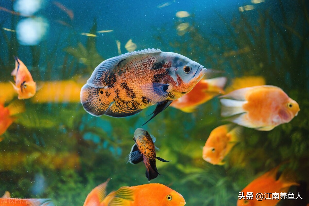 鱼缸滤材多久清洗一次怎么清洗,鱼缸过滤滤材多久清洗一次