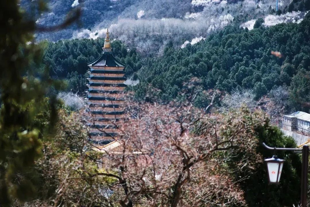 石景山首钢园骑行,春天石景山赏花