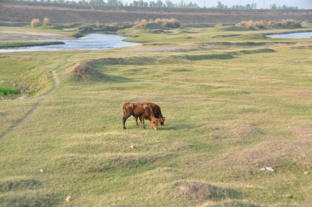 西安湿地风景区,西安东郊最美湿地公园