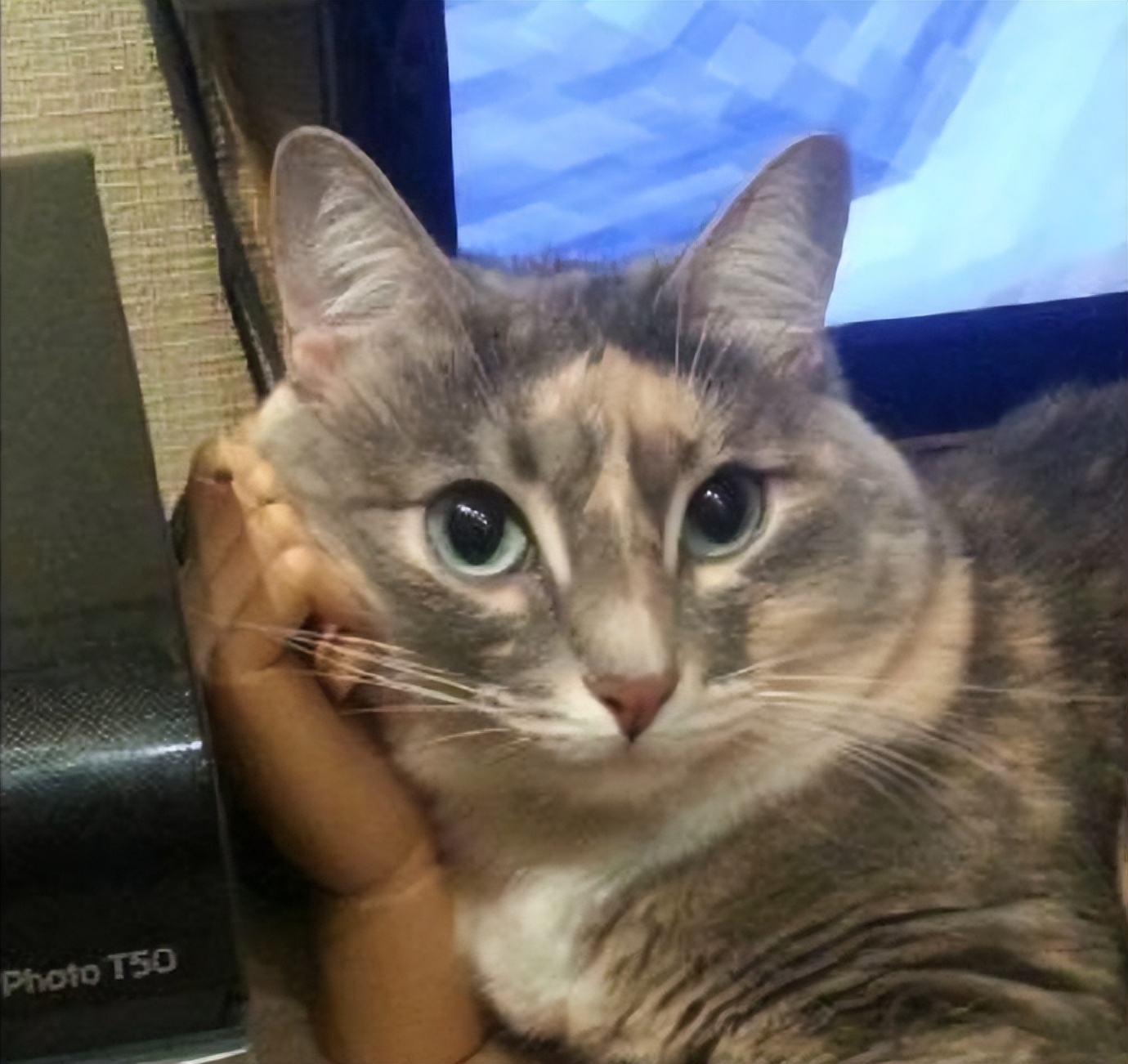 【被窝段子20221225】每个人的花期不同不必焦虑有人比你提前拥有