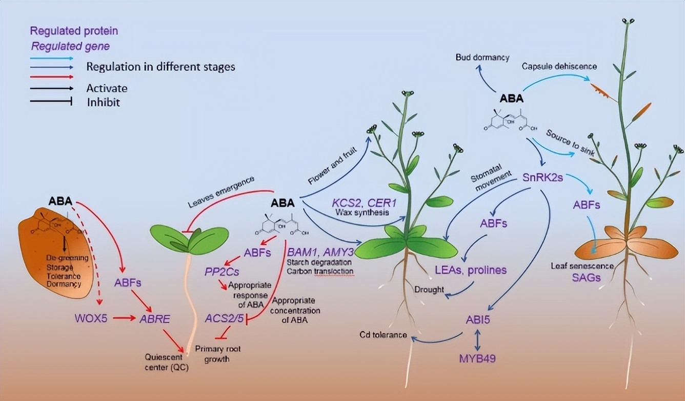 马铃薯种植与加工进展论文,马铃薯生产现状及发展趋势