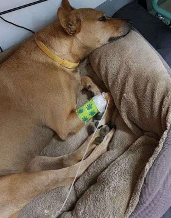 狗狗吃了夏威夷果怎么解决,狗狗吃了夏威夷果一只后腿瘸