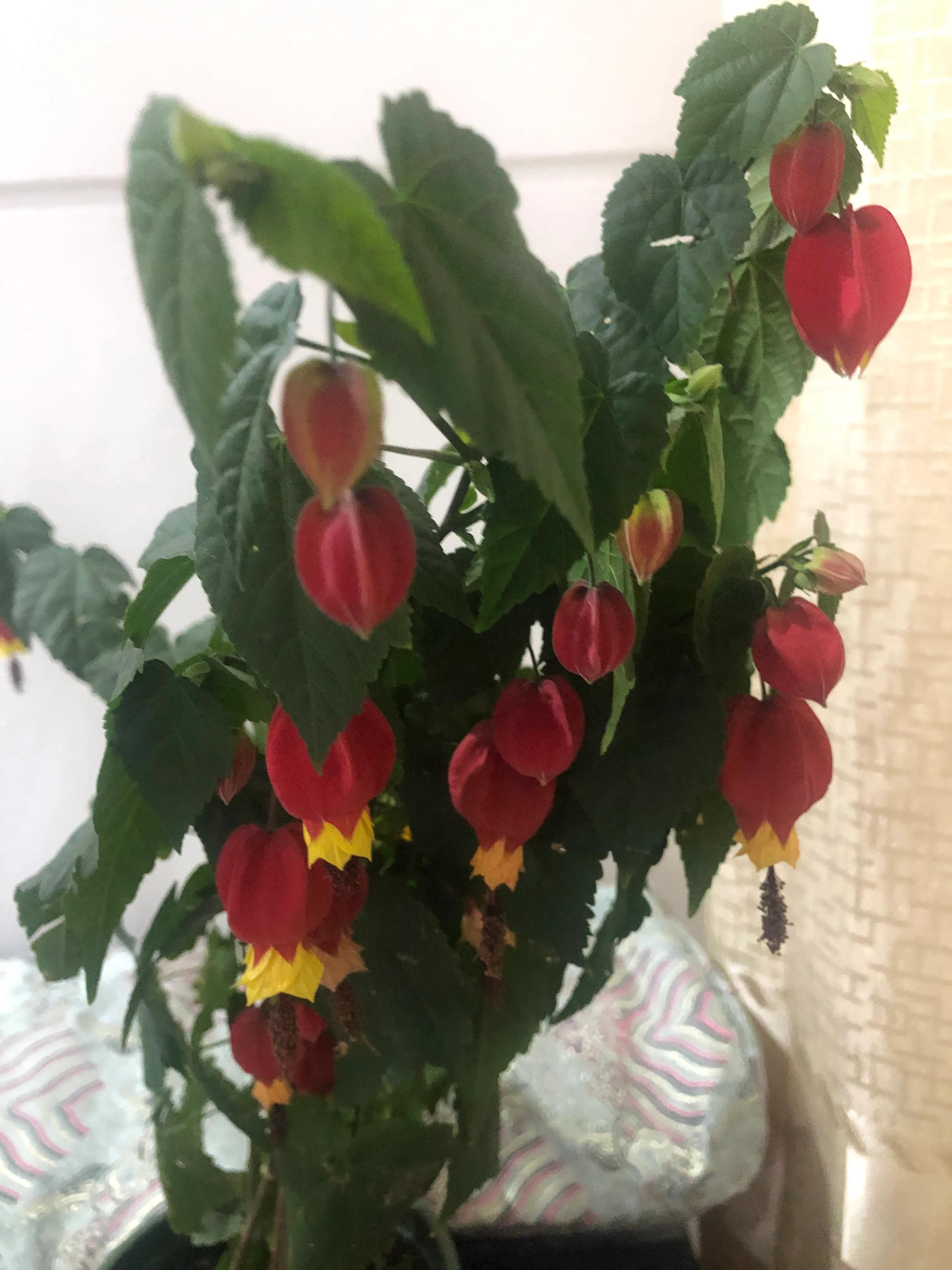 美丽俏佳人发型,美丽俏佳人化妆品好吗