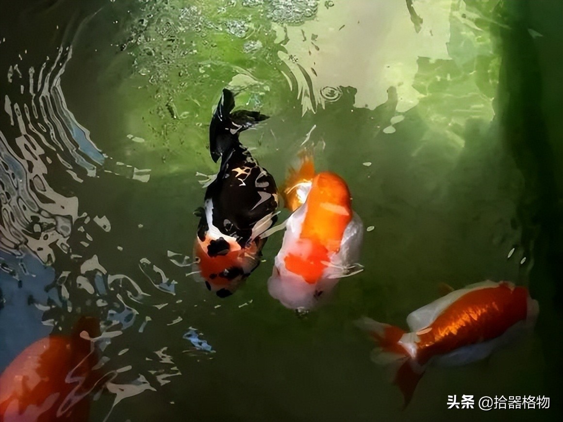 古代养金鱼怎么养活的,来谈一谈古人是如何养金鱼的