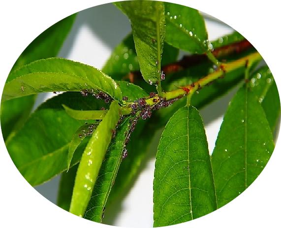 桃子精解说,桃子精万岁