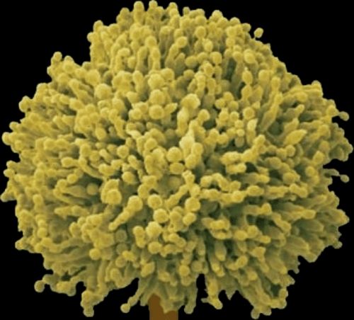 使用绞肉机会损伤肝脏系谣言,医生为什么不让用绞肉机