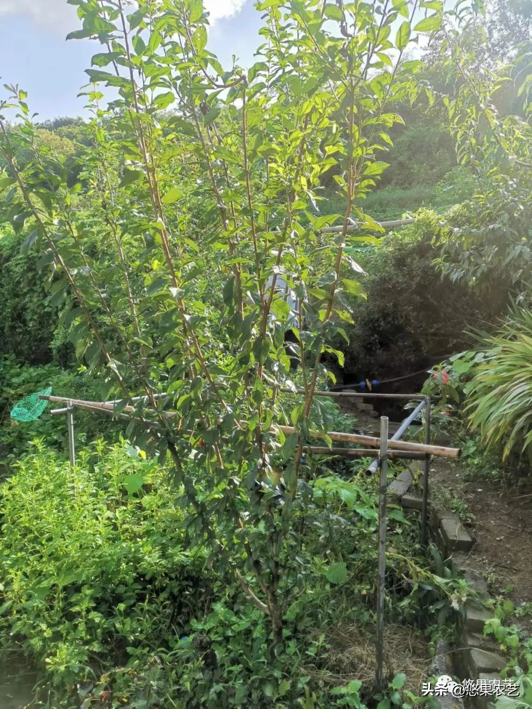 付成德种李子技巧,楼顶可以种李子吗