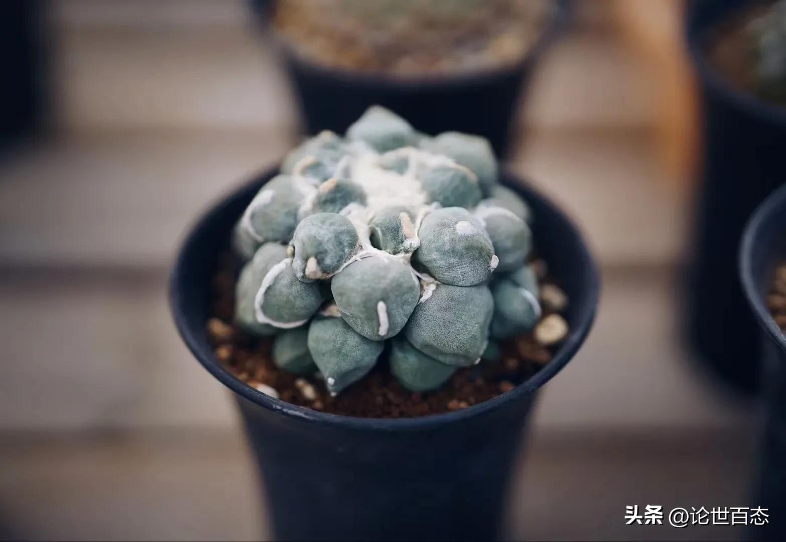 第93季类型标本和命名