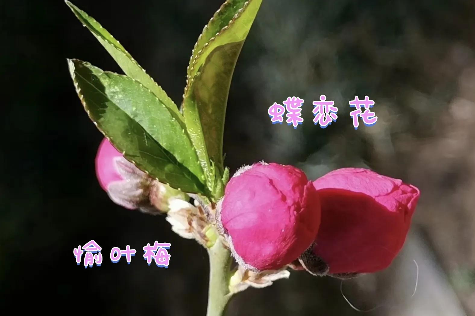 蝶恋花三首柳永晏殊,蝶恋花三首柳永晏殊苏轼