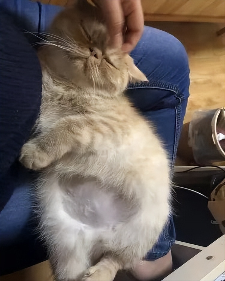 你知道猫传腹症吗？猫传腹症到底应该怎么治疗呢？