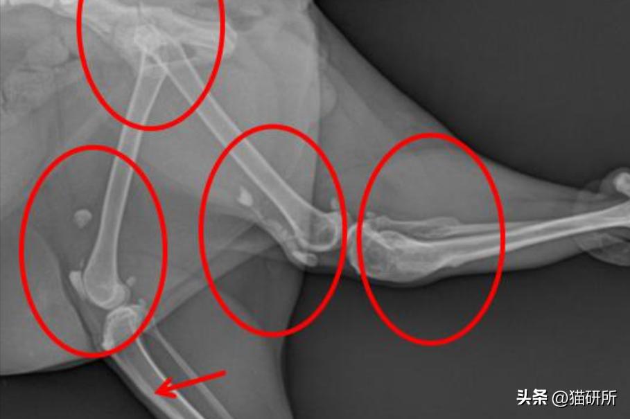 猫咪的腿瘸了可以用什么方法治疗,猫咪没有受伤但是瘸吃什么药