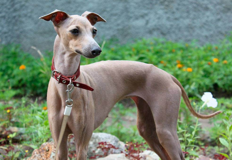 宠物狗最贵最受欢迎的犬叫什么,狗狗排行榜世界十大名犬