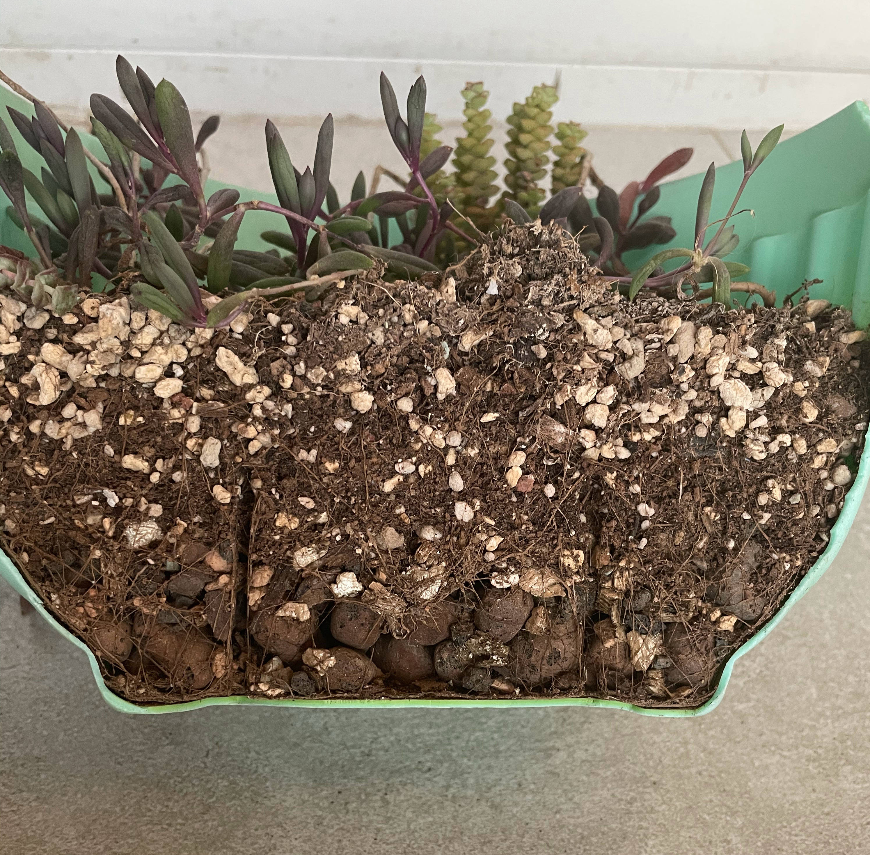 养多肉的100个方法,怎么养多肉才能养得最好