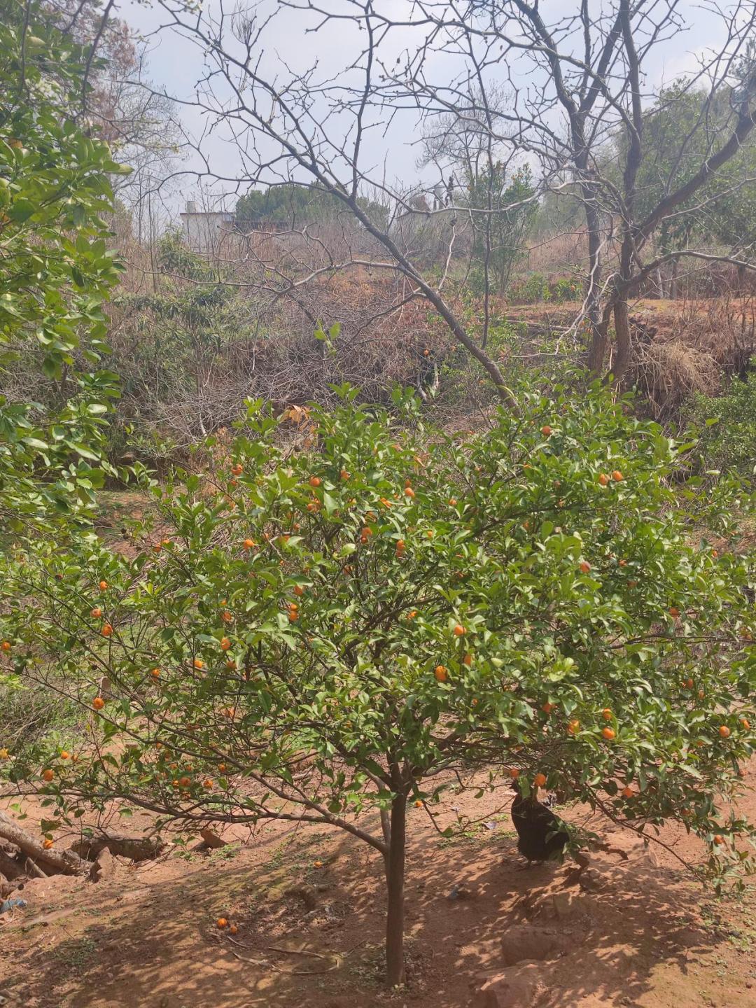 没有子宫，没有阴道，我是天生的“石女”