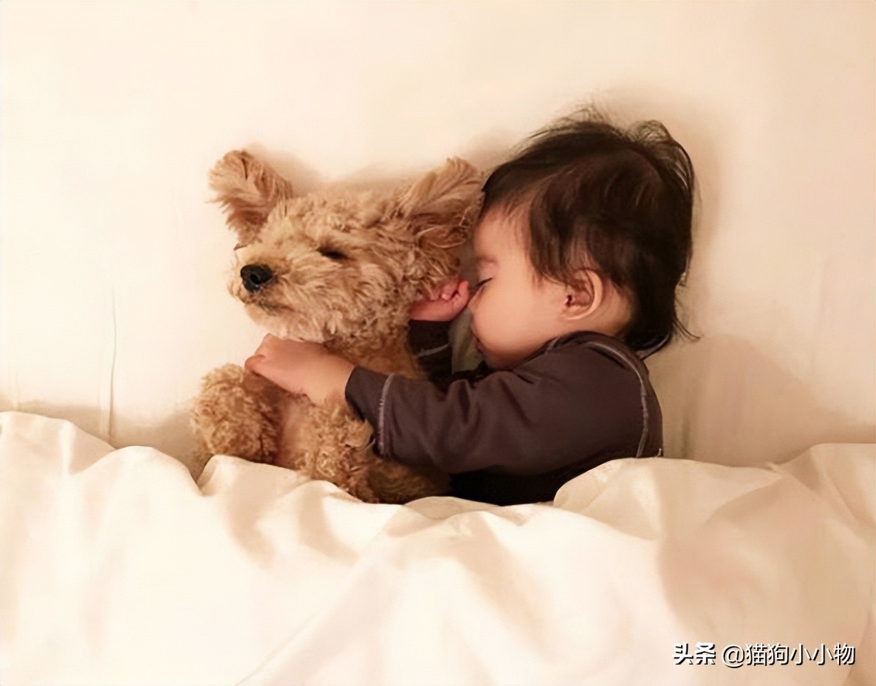 泰迪为啥那么讨人厌,泰迪真的好色么