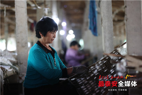 蚕茧喜获丰收,首批蚕茧丰收破茧成蝶