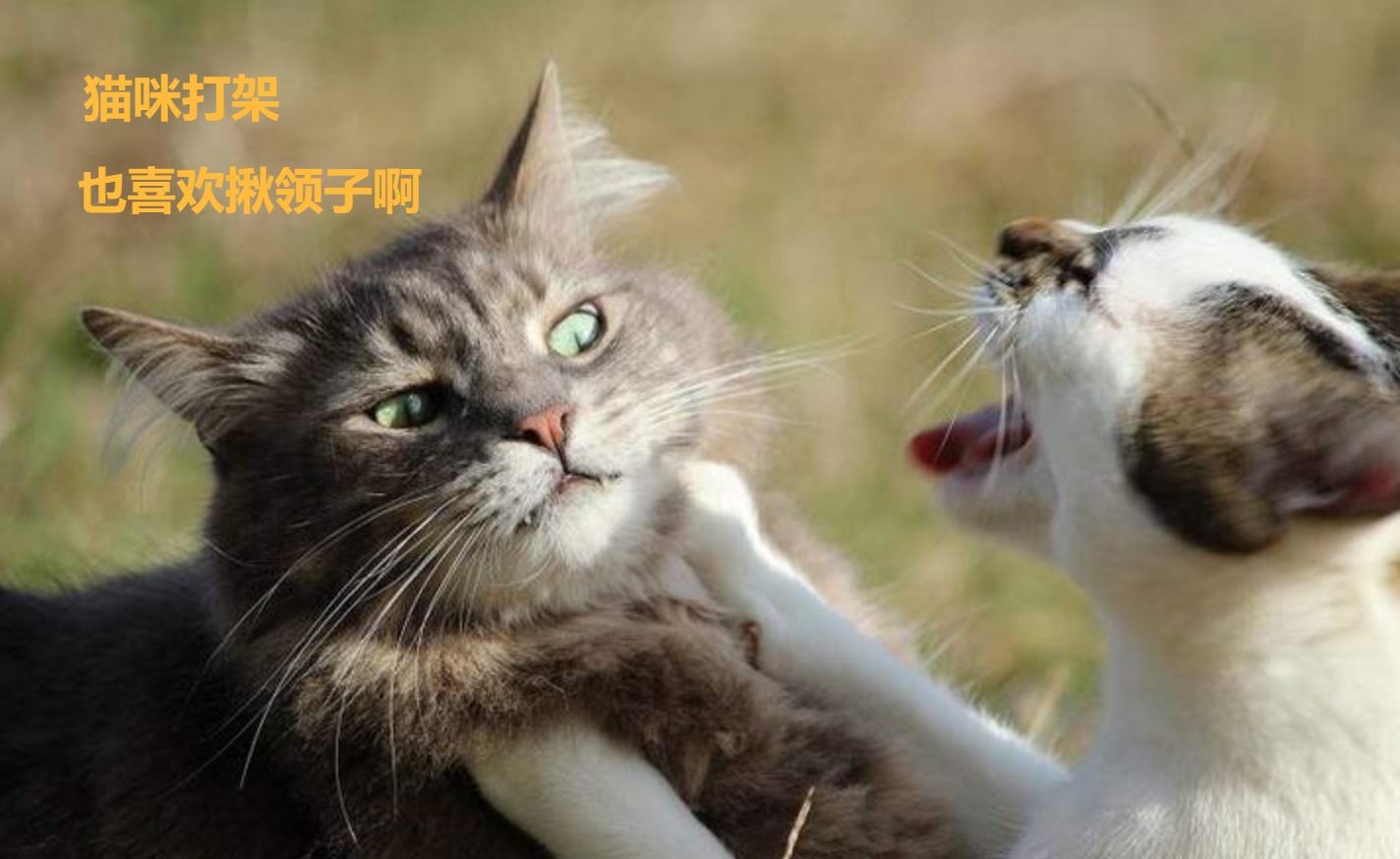 翻脸不认猫,成年母猫和公猫会打架吗