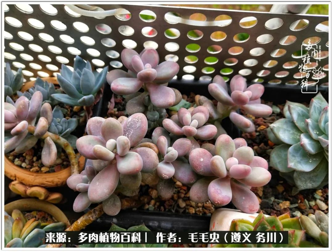 多肉可抵岁月,多肉之花语