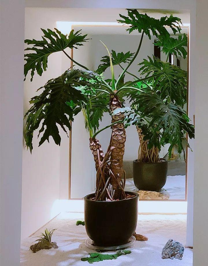 适合室内养的耐阴花和植物,什么花耐阴最好养不怕晒