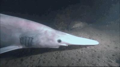 剑吻鲨科,剑吻鲨和深海霸主